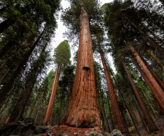 Forestry Plants — Browse 19 varieties
