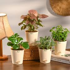 Ornamental Plants — Browse 10 varieties